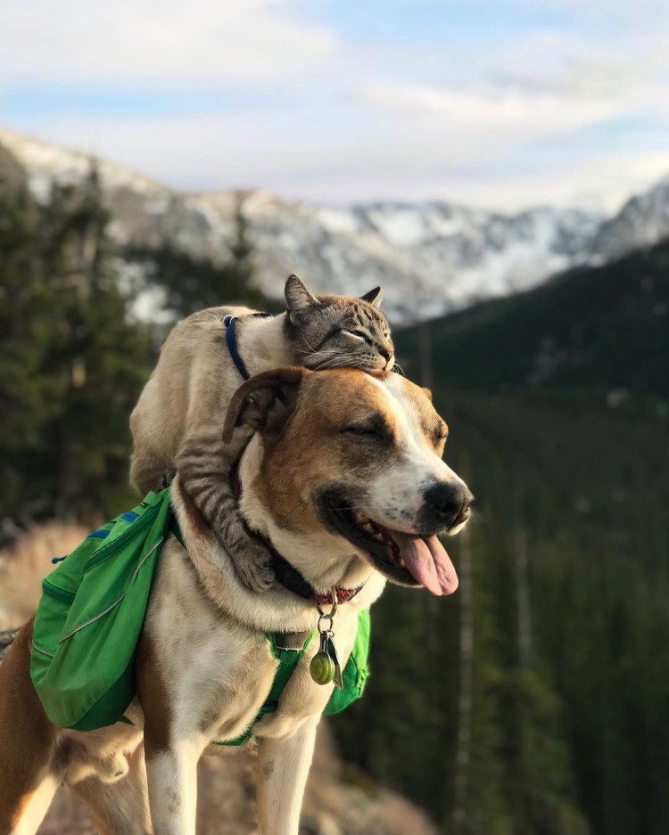 Кот балу и пес Генри путешественники