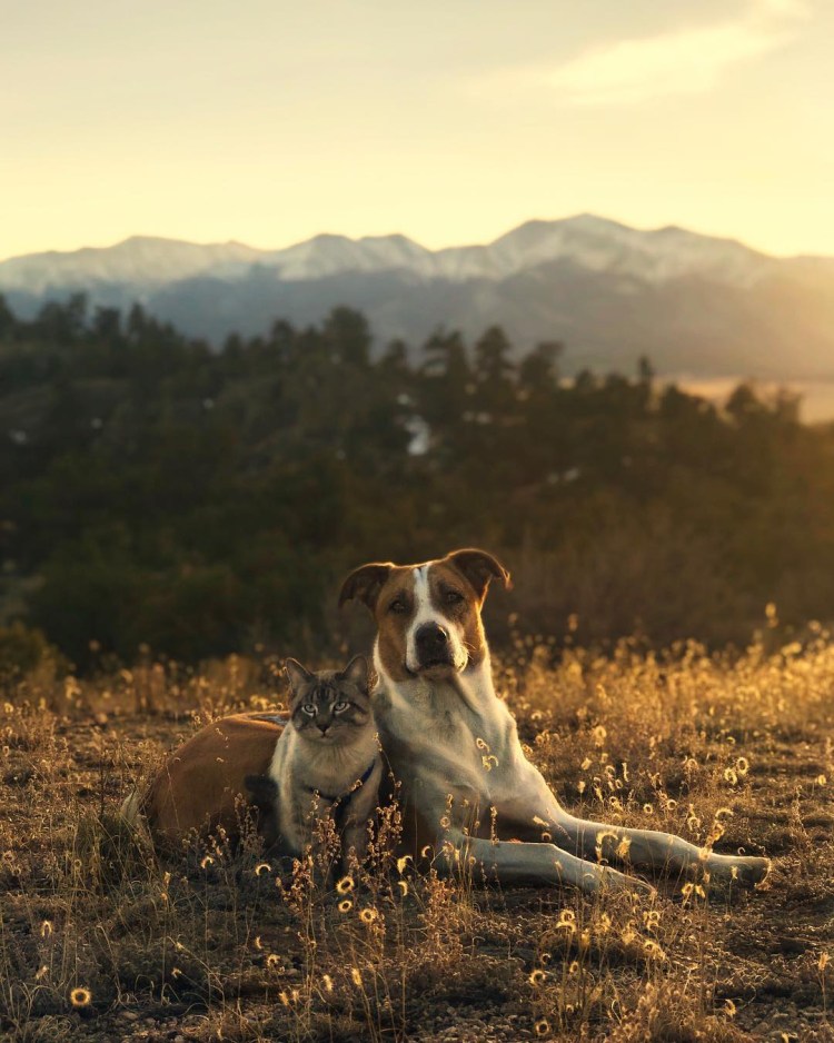 Кот балу и пес Генри путешественники