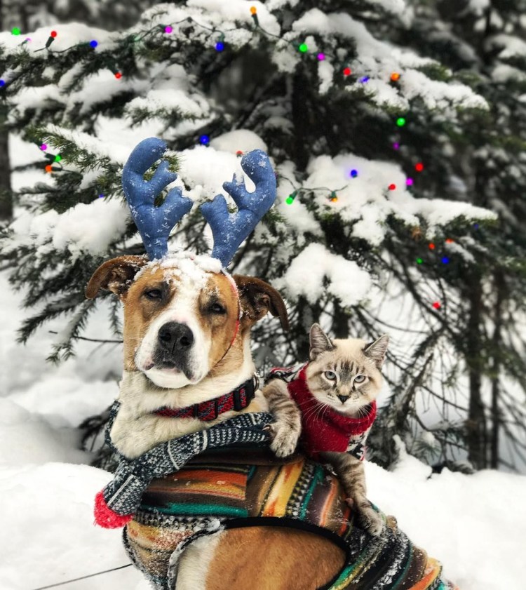 Кот балу и пес Генри путешественники