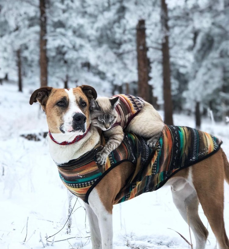 Гибрид овчарки и терьера