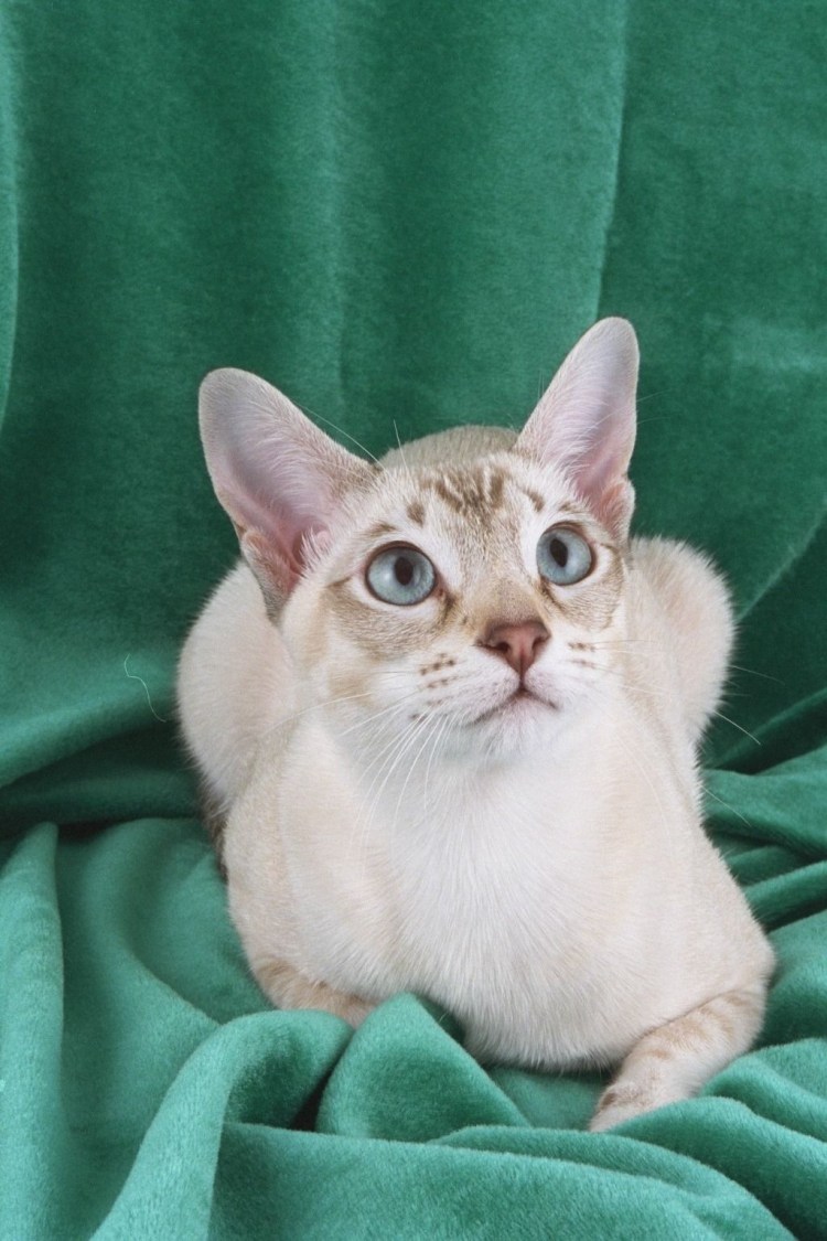 Тонкинская кошка котята