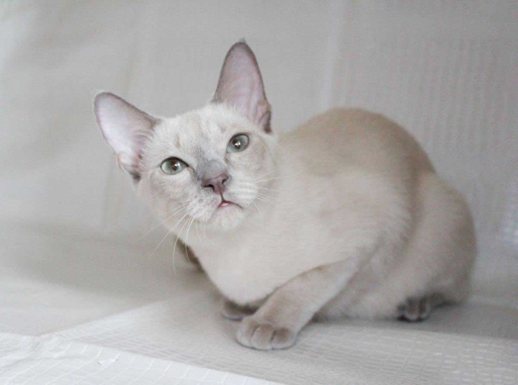 Тонкинез порода кошек