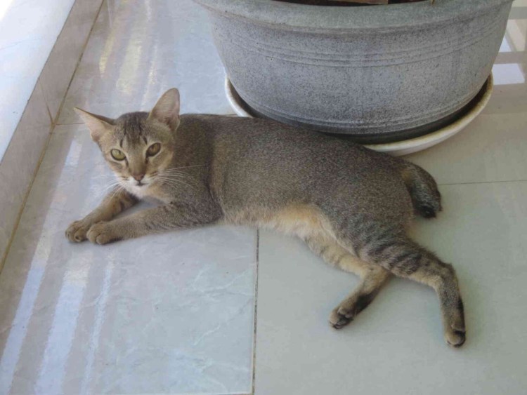 Тонкинская порода кошек