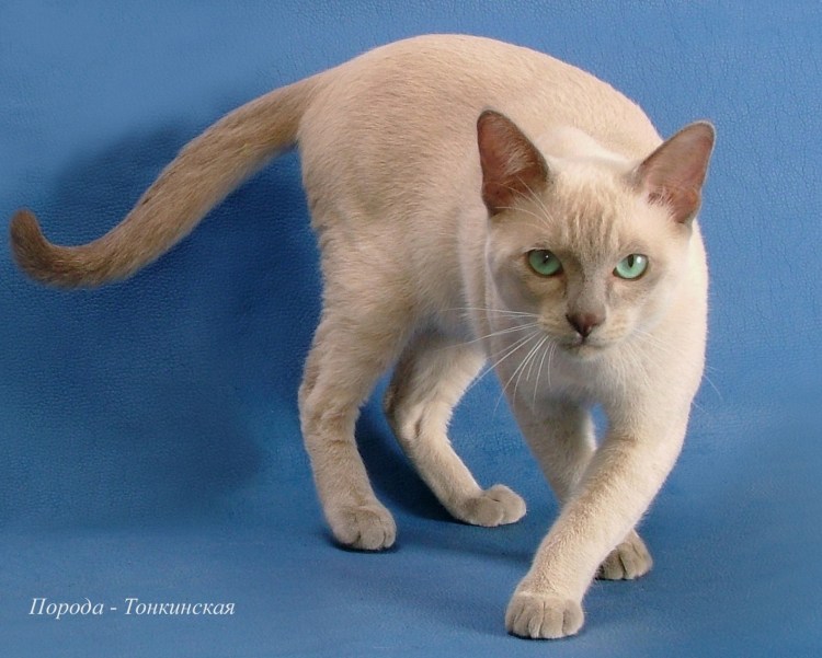 Тонкинская порода кошек