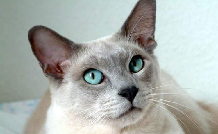 Тонкинез порода кошек
