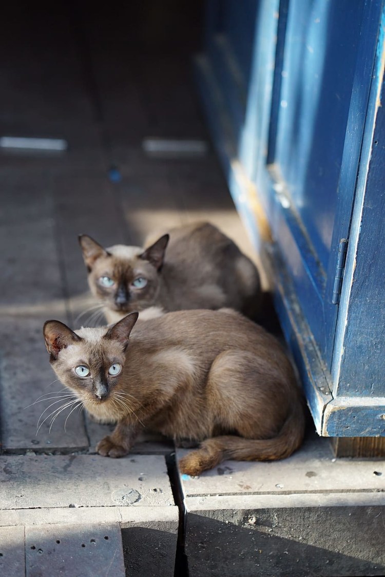 Черный вьетнамский кот
