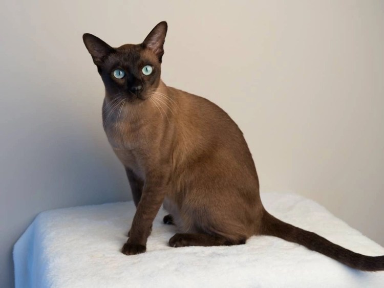 Кошки на улицах Тайланда