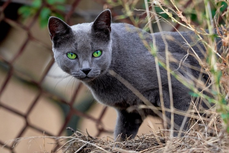 Райская кошка Ре поинт