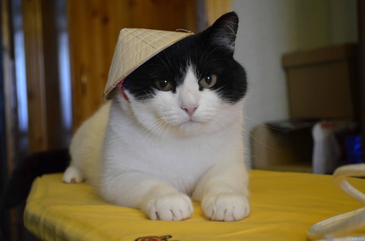 Тонкинская кошка тонкинез