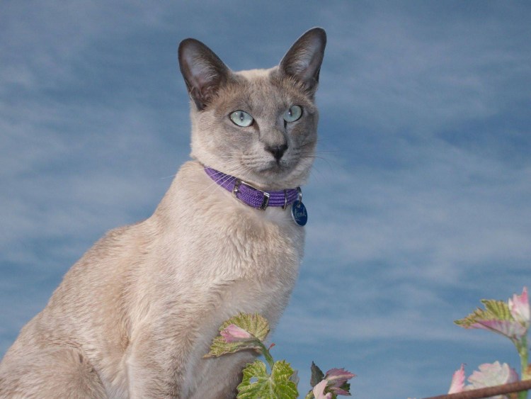 Тонкинская кошка