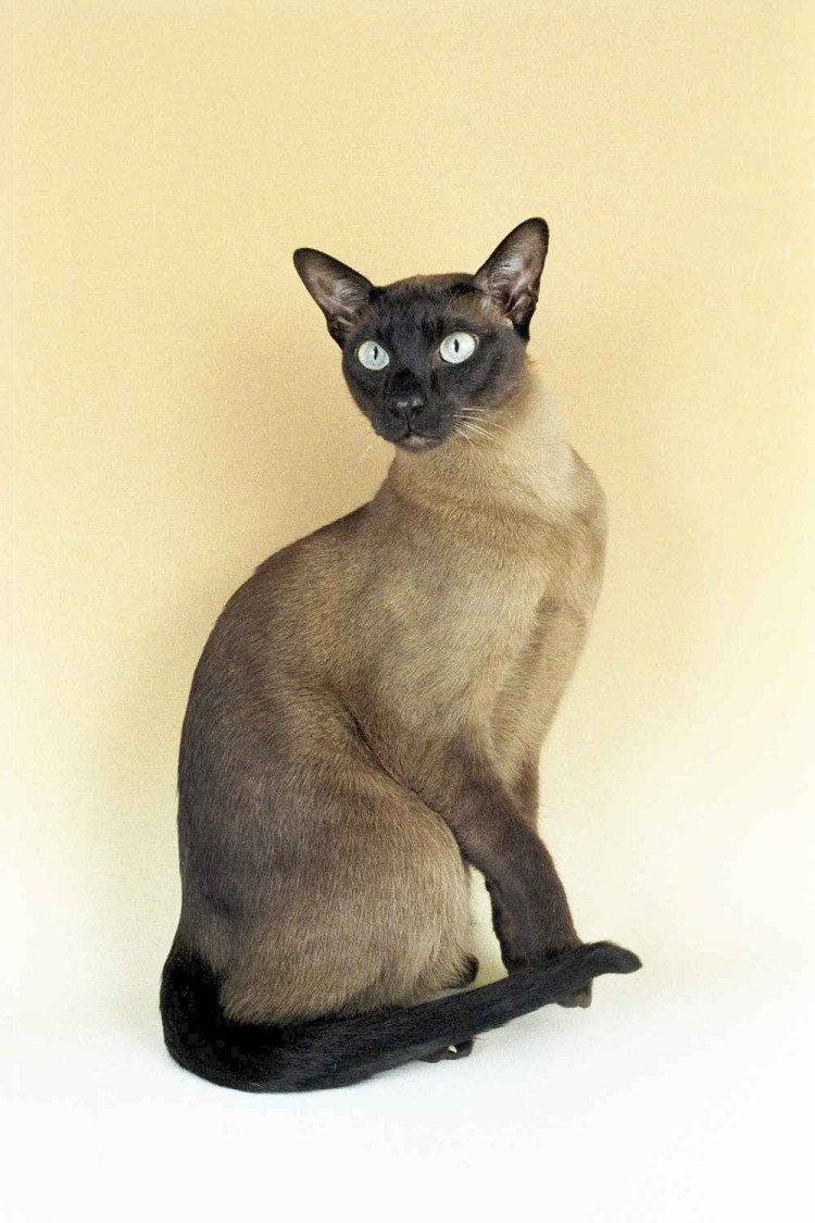 Бурма и тонкинез