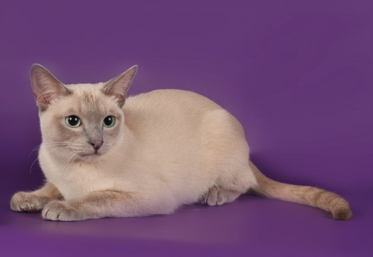 Порода тонкинез