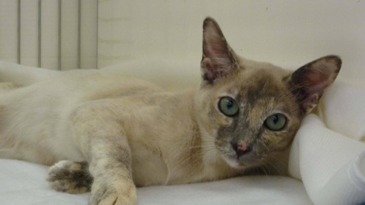 Природный цвет кота