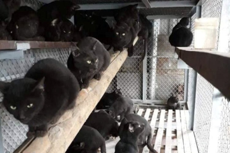 Тонкинез натурал минк