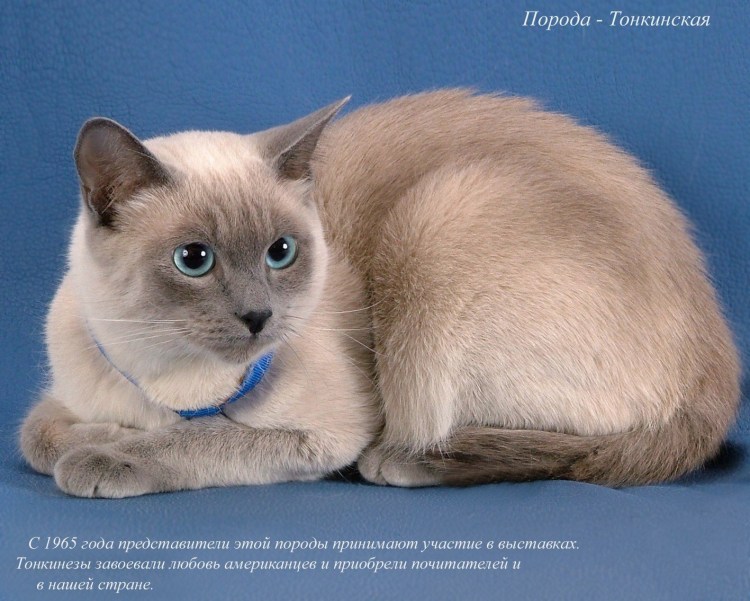 Сирийские кошки фото