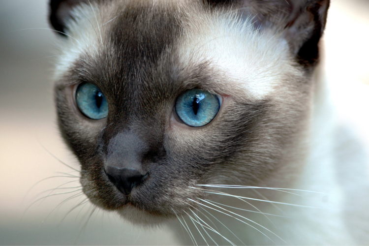 Аля вьетнамские кошки