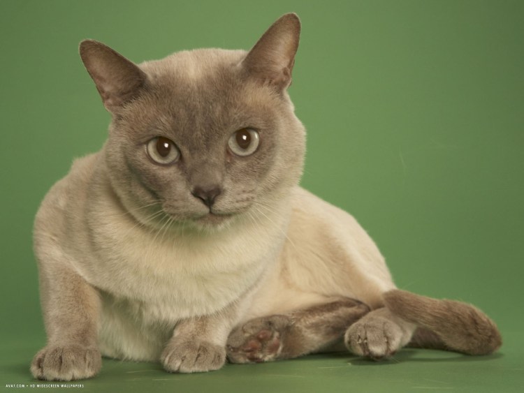 Тонкинез Блю Пойнт