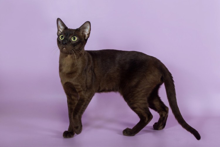 Тигпит кошка