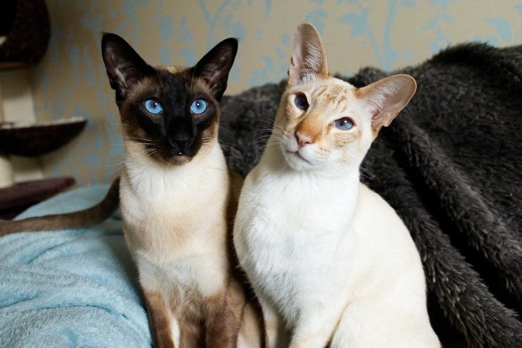 Порода тонкинез