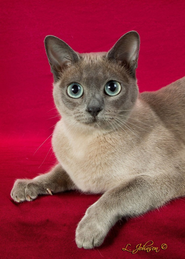 Тонкинская порода кошек