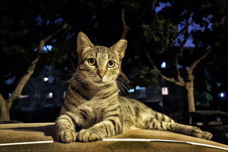 American Shorthair кошка