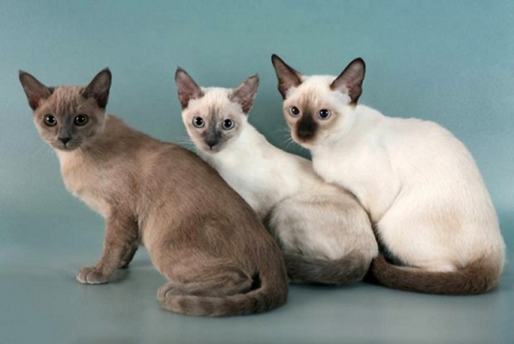 Тонкинез кошка