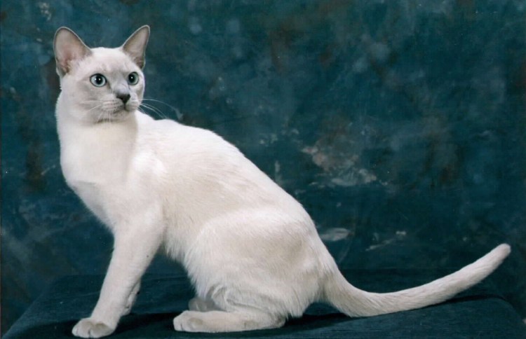 Тонкинская норка