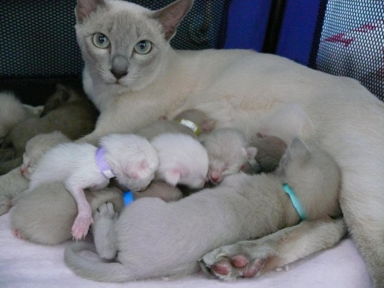 Алиса покажи вьетнамскую кошку