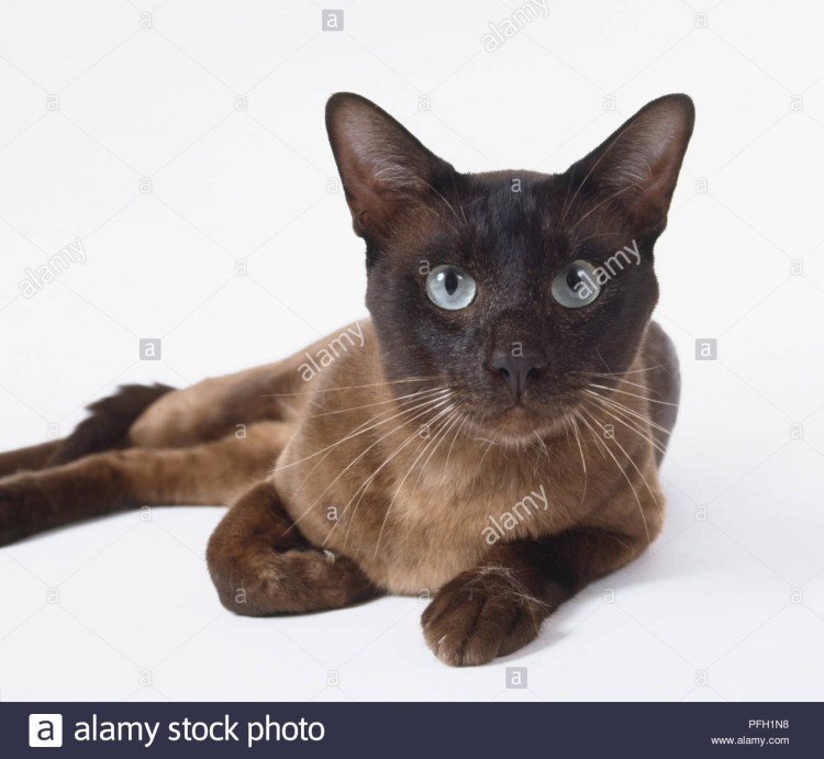 Тонкинская порода кошек