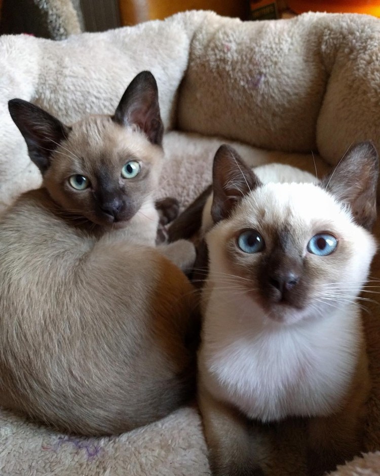 Кот ветнамс вьетнамские