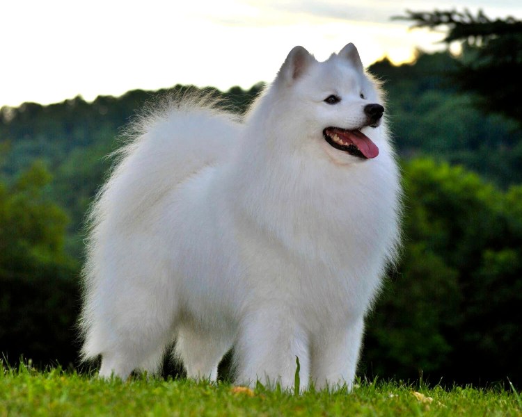 Американский эскимосский шпиц