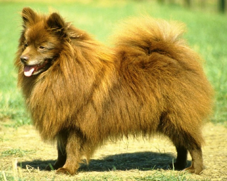 Померанский шпиц