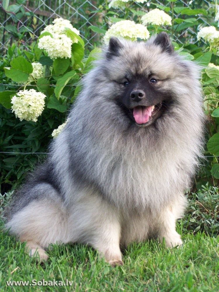 Акита и кеесхонд