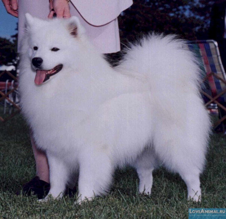 Кеесхонд серебро