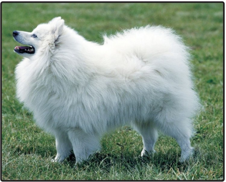 Вольпино итальяно порода собак