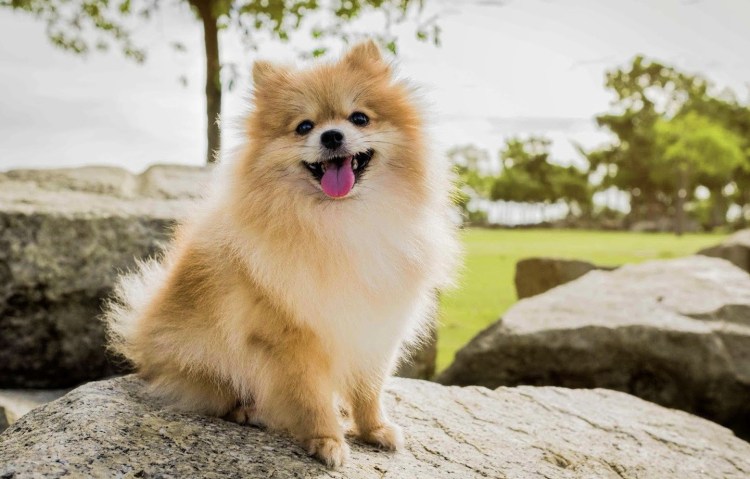 Померанский шпиц альбинос