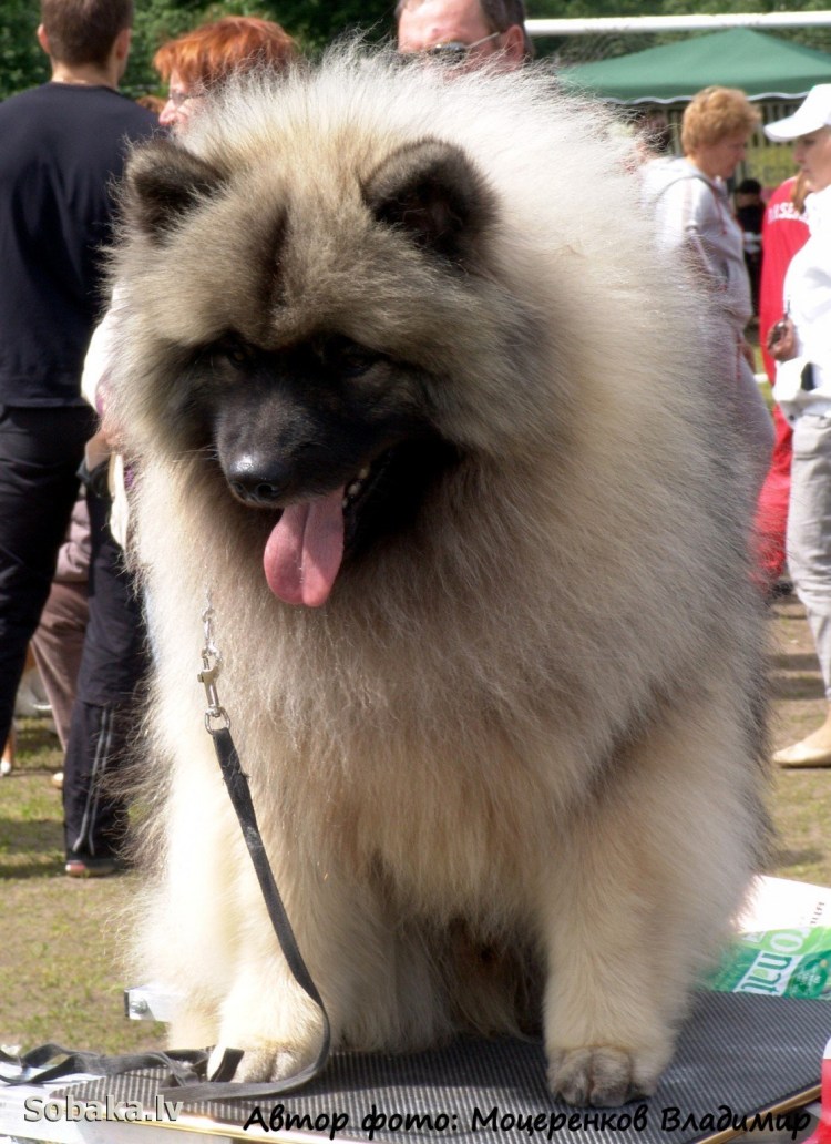 Бертрам шпиц-Медвежонок