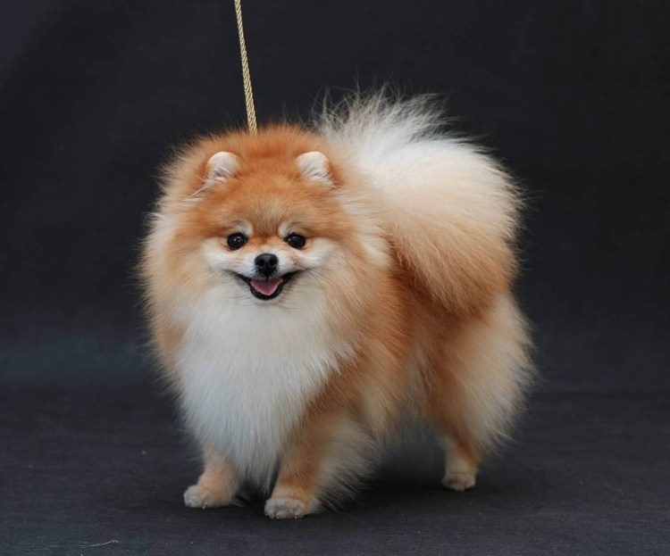 Немецкий шпиц средний