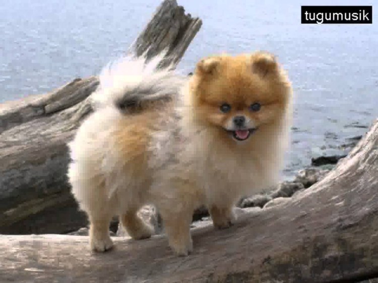 Бертрам шпиц-Медвежонок