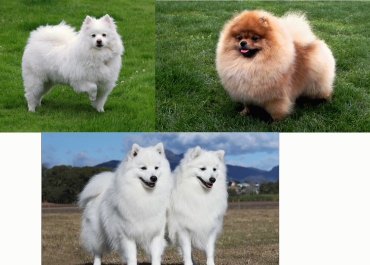 Порода похожая на шпица