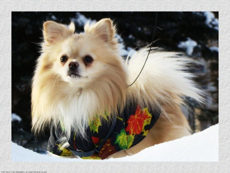 Немецкий шпиц Миттельшпиц