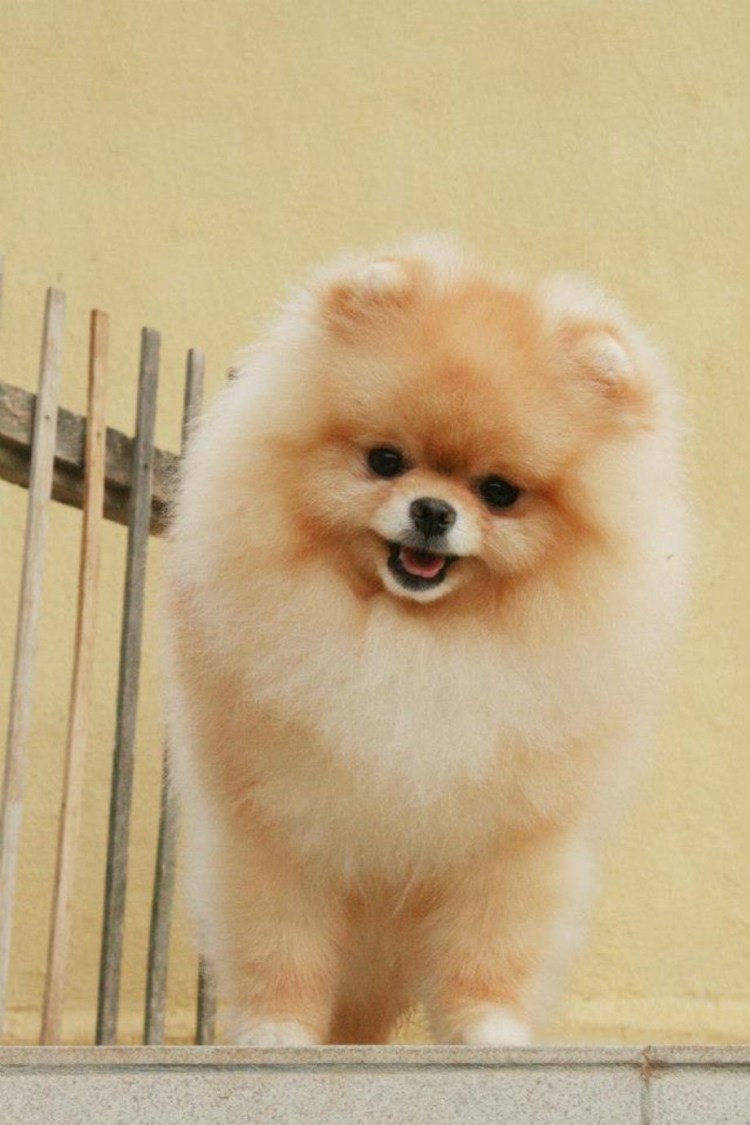 Лисья помски