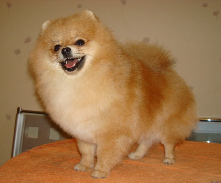 Померанский шпиц
