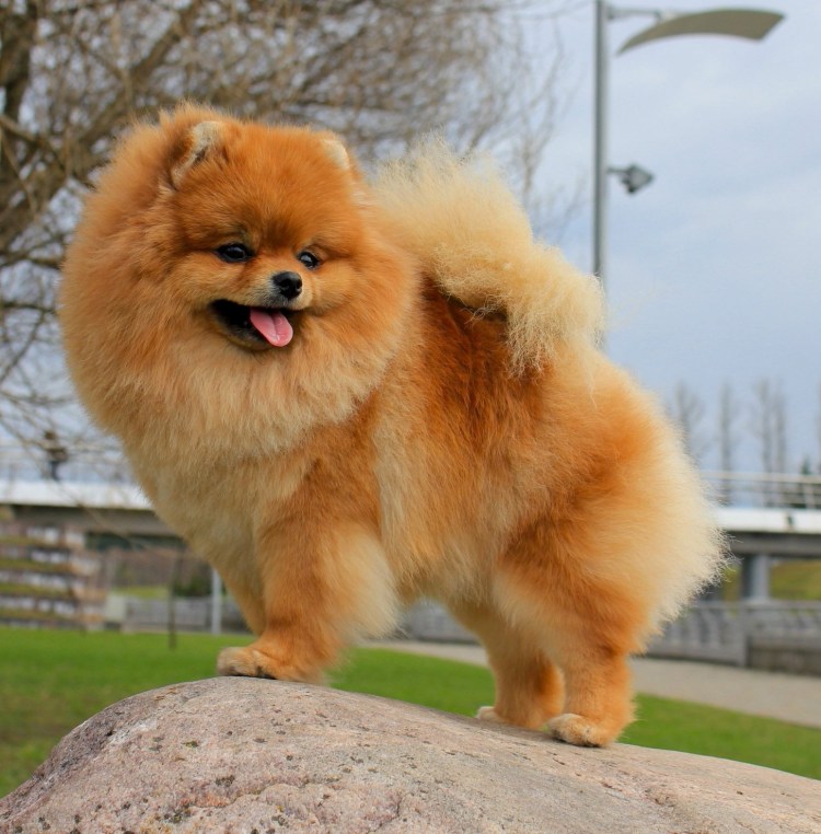 Порода шпиц померанец