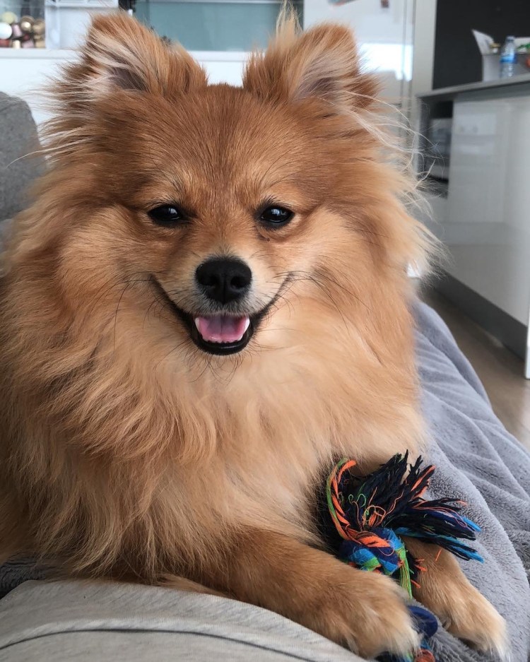 Померанский шпиц Медвежонок