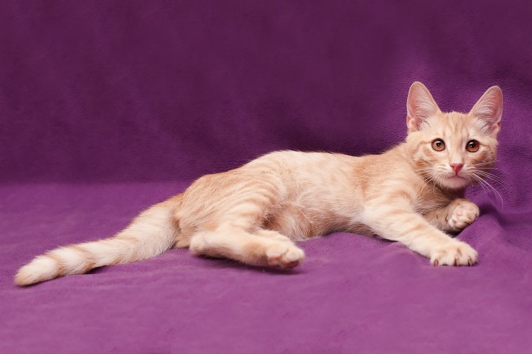 Бежевая кошка