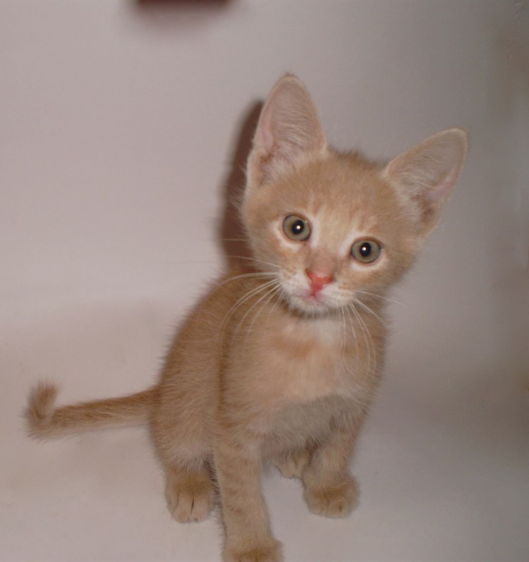 Кот шотландский прямоухий палевый