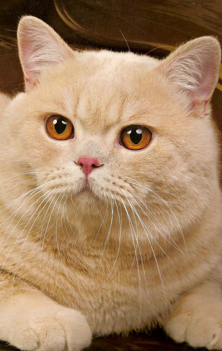 Цейлонская короткошерстная кошка рыжая