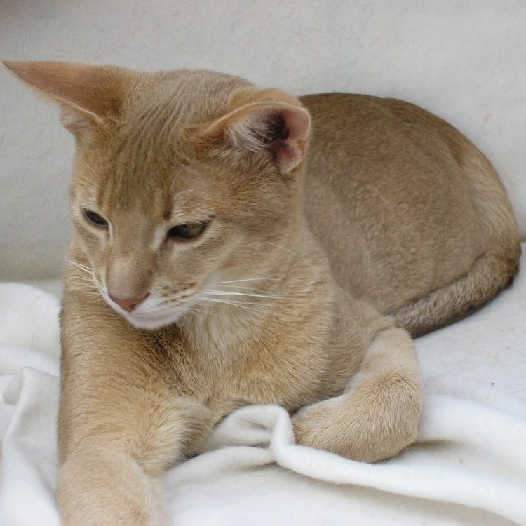 Кремовый Пойнт Британская кошка