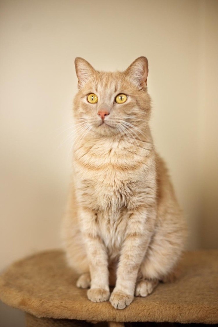 Персиковый британец кот